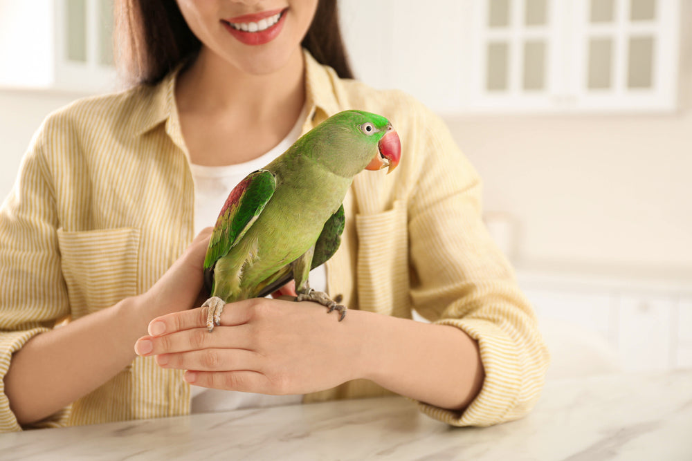 How to Keep Your Bird Safe in the Kitchen