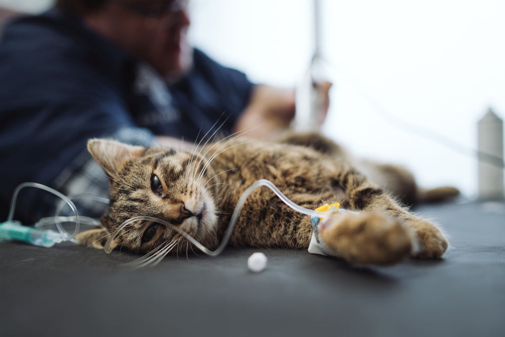 How To Make Emergency Vet Visits Less Stressful for Cats
