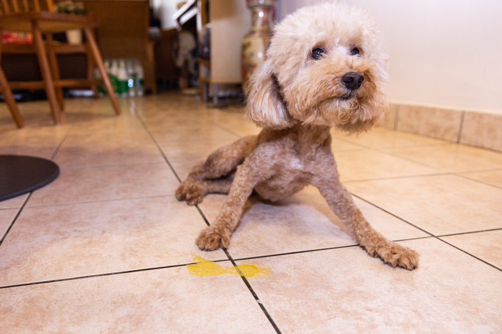 Famotidine (Pepcid®) for Pets