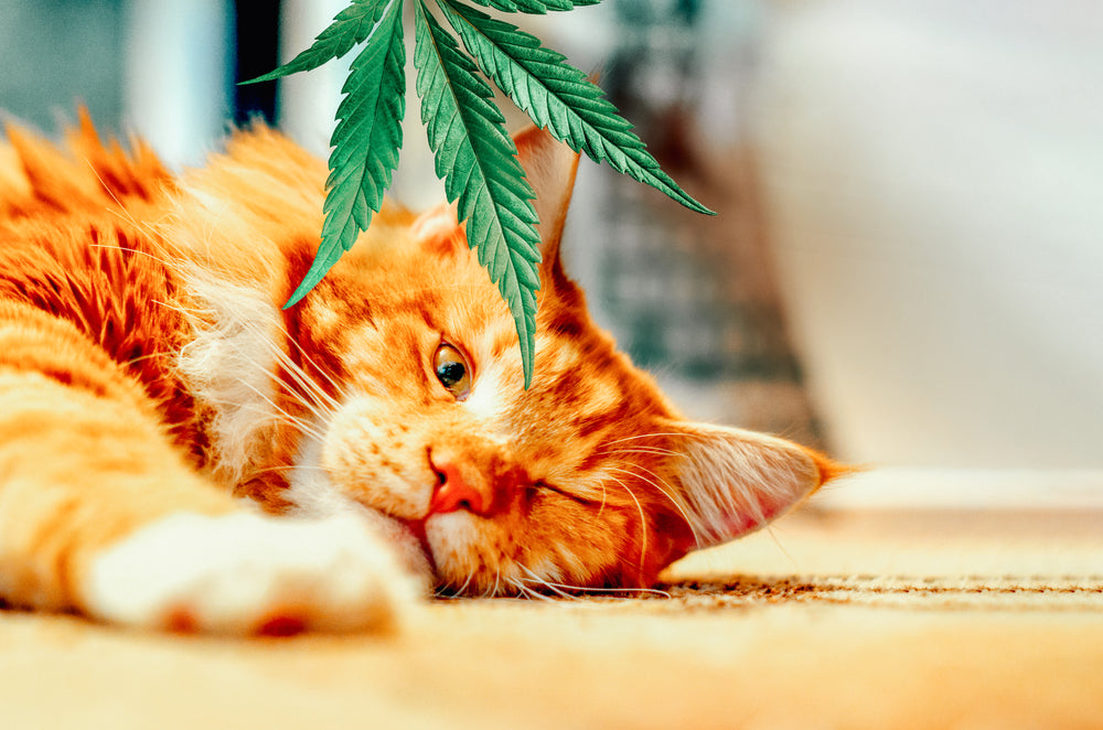 Why You Should Never Give Your Cat Marijuana