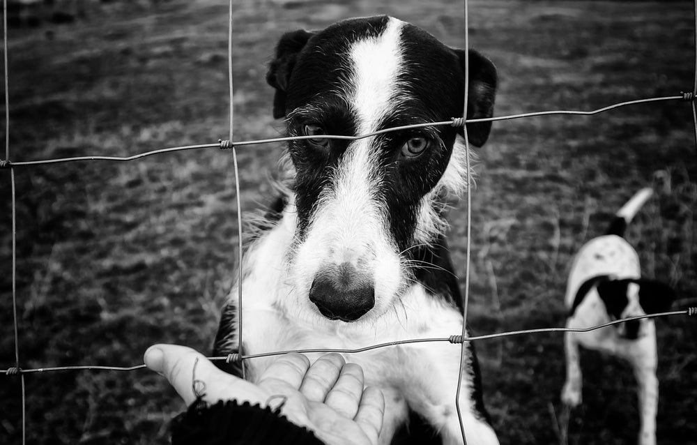 When Pets Are Harmed for Attention: Understanding Munchausen by Proxy in Veterinary Cases