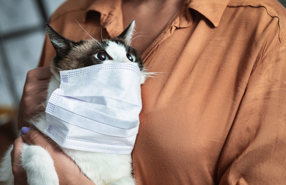 Can Cats and Ferrets Catch SARS? What the Research Shows