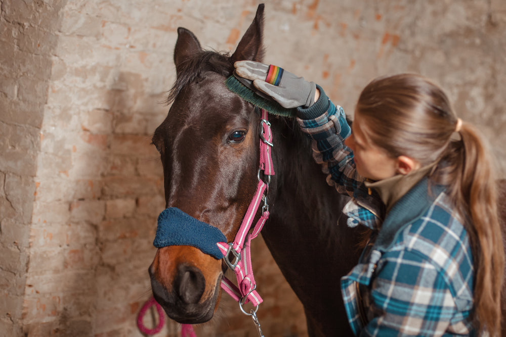 Gastric Ulcers in Performance Horses: Signs, Causes, and Treatment