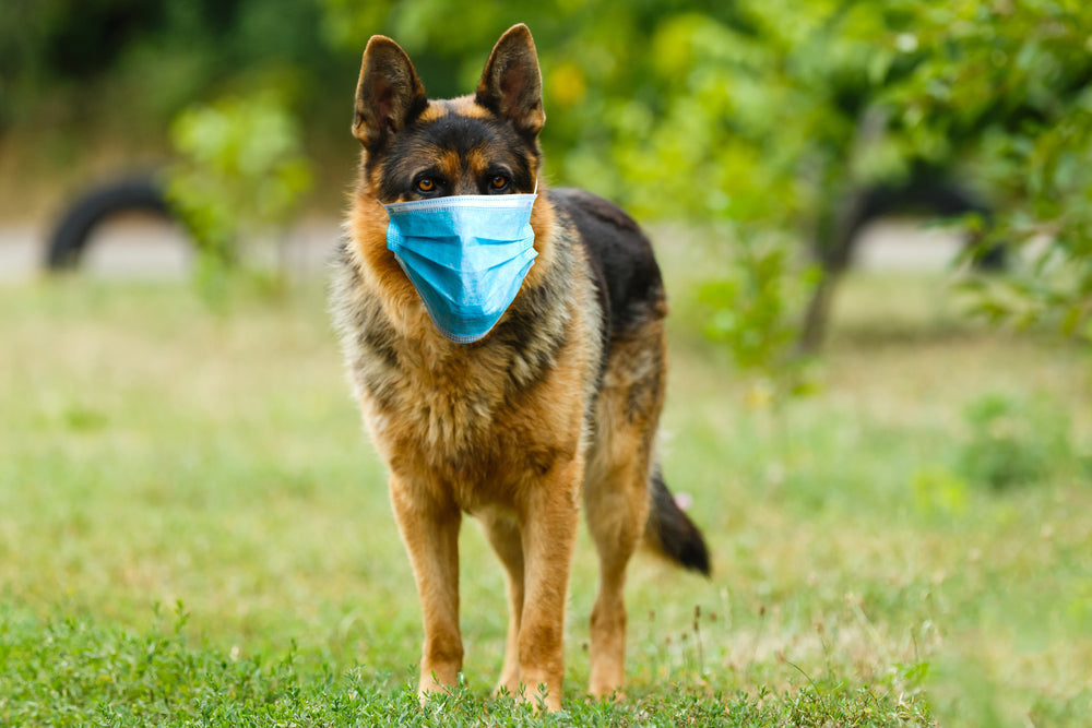 Azathioprine (Imuran®) for Pets