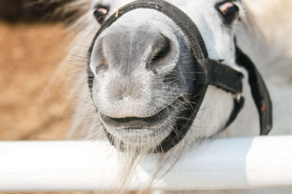 Horse Show Biosecurity: How To Protect Your Horse From Disease