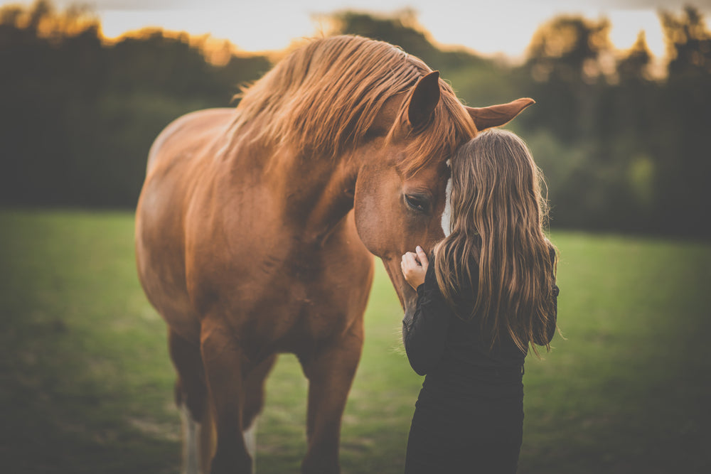 How to Hold a Horse Safely for the Vet: Positioning, Sedation and Emergencies