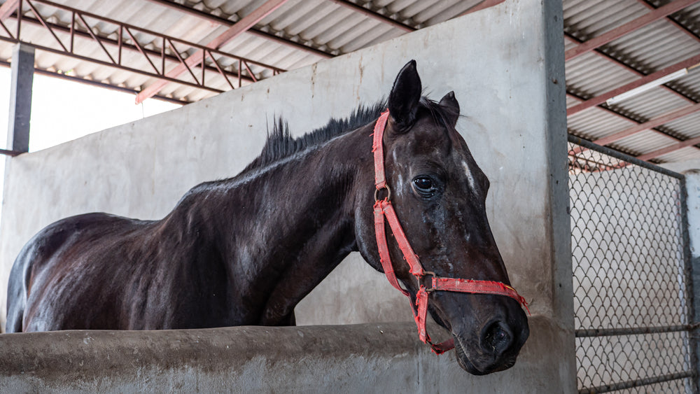 Protecting Your Horse from Disease at Shows