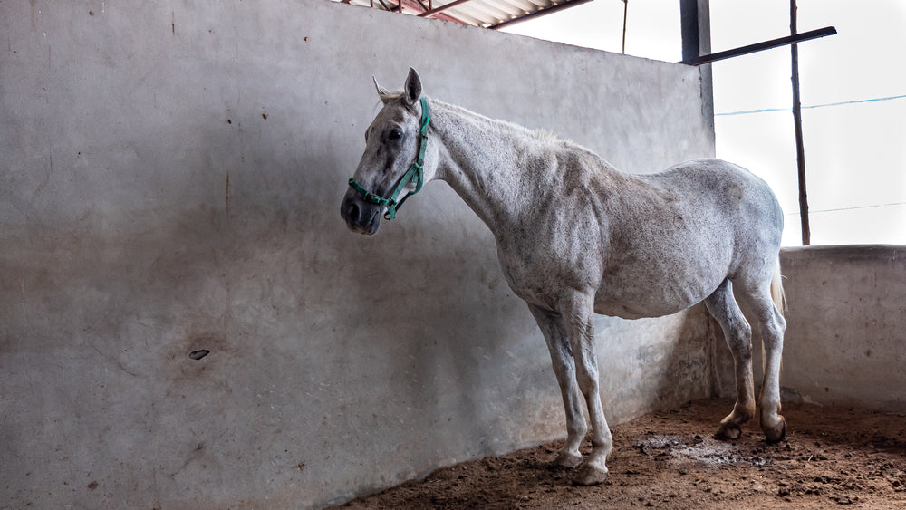 Should You Look a Horse in the Eye? What Eye Contact Really Means