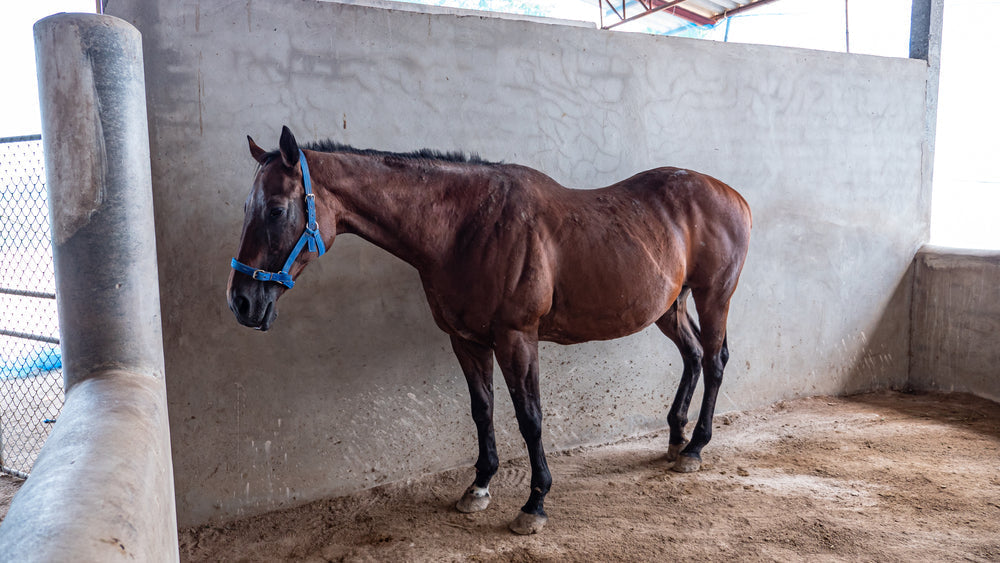 Bisphosphonates for Navicular Disease in Horses: When They Help and When To Be Careful