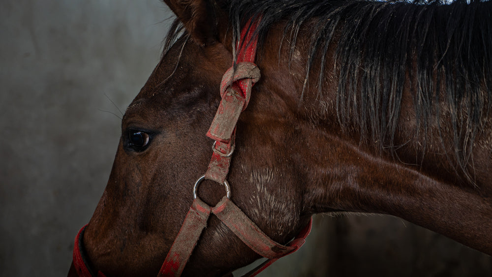 Vesicular Stomatitis in Horses and Cattle