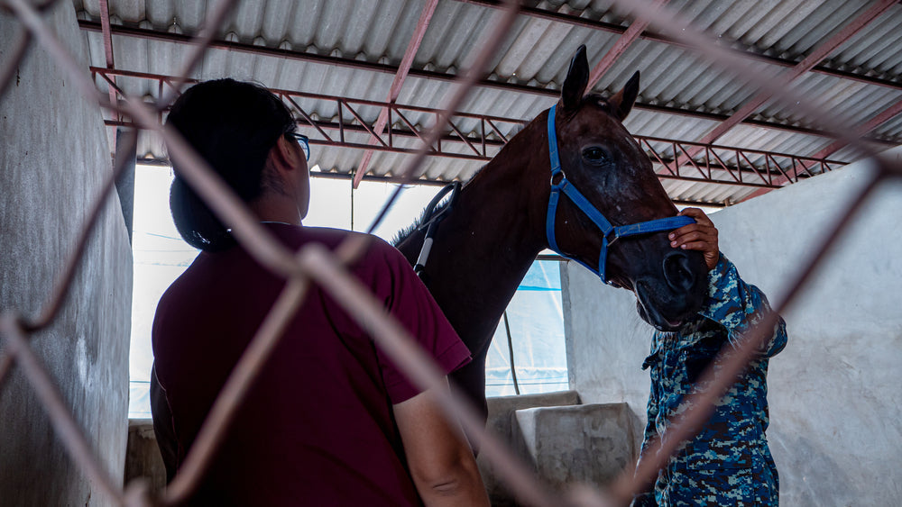 How to Feed a Horse to Reduce Colic and Gastric Ulcer Risk