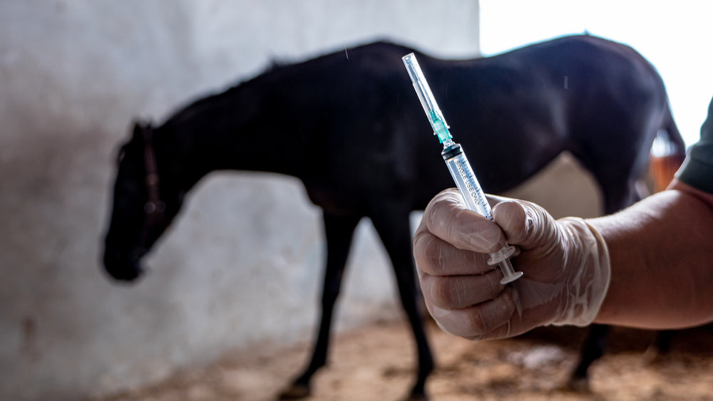 Vet Guide to Joint Injection Frequency in Horses 🐴💉 | 2025 Arthritis Management & Injection Safety