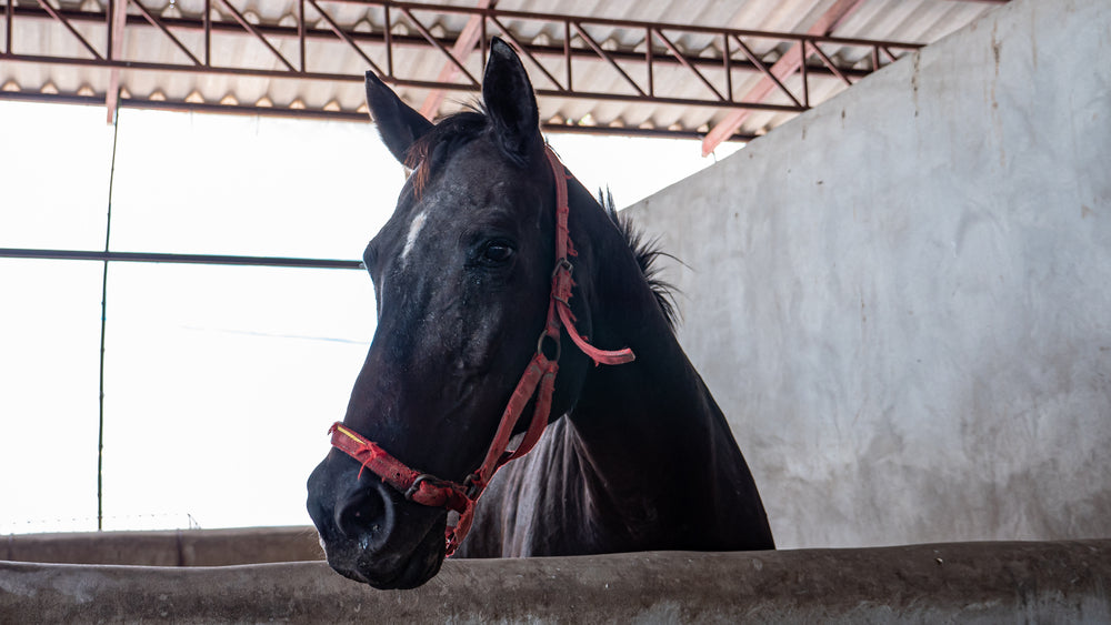 Exhausted Horse Syndrome: Signs, Emergency Care, and Prevention