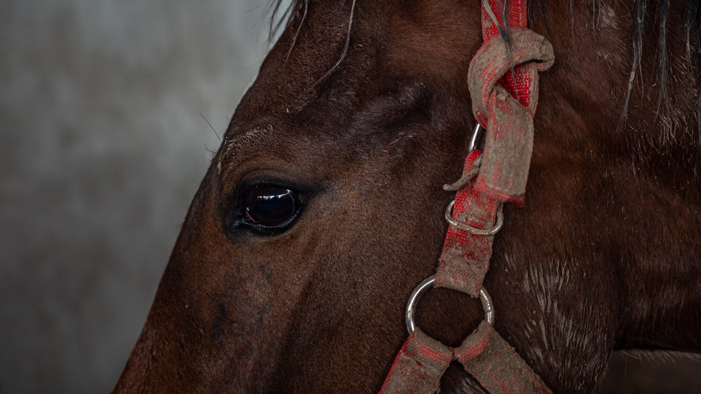 Guttural Pouch Infections in Horses: Nasal Discharge, Bleeding and Strangles Carrier Risk