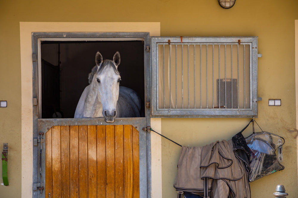 Rabies in Horses