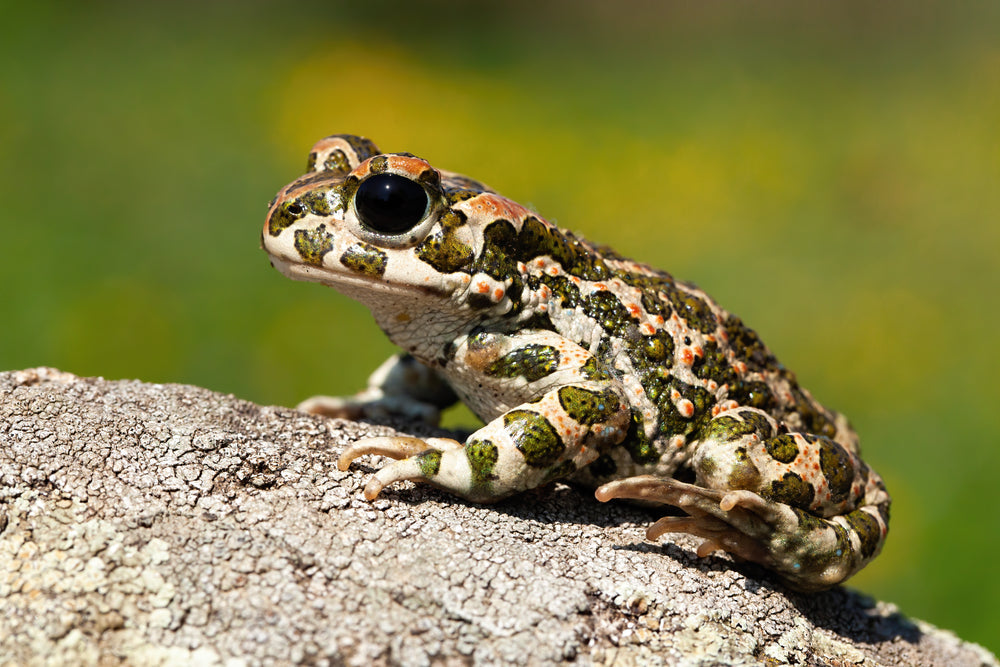 Gastrointestinal Impaction & Overload in Amphibians: A Vet’s 2025 Guide to GIFB & GIO 🐸💥 | Dr Duncan Houston BVSc