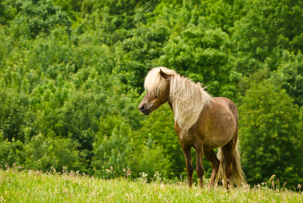 Can Performance Mares Exercise While Breeding or Pregnant?