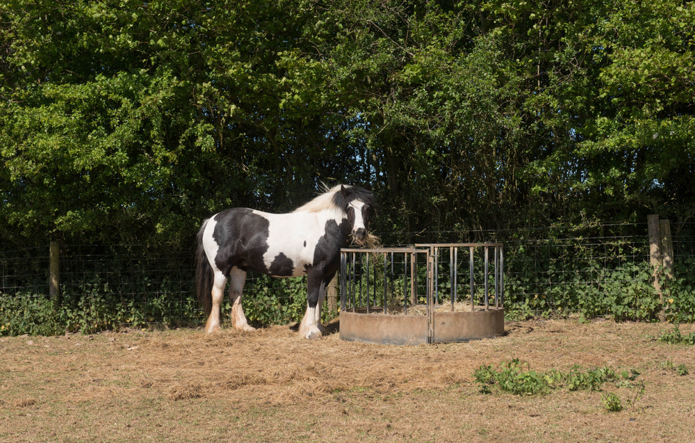 High Potassium in Horses: Causes, Signs and HYPP