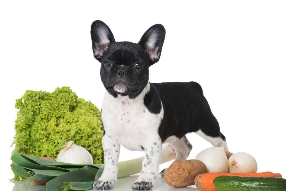 Puppy Nutrition and Exercise – A 2025 Vet Guide by Dr Duncan Houston