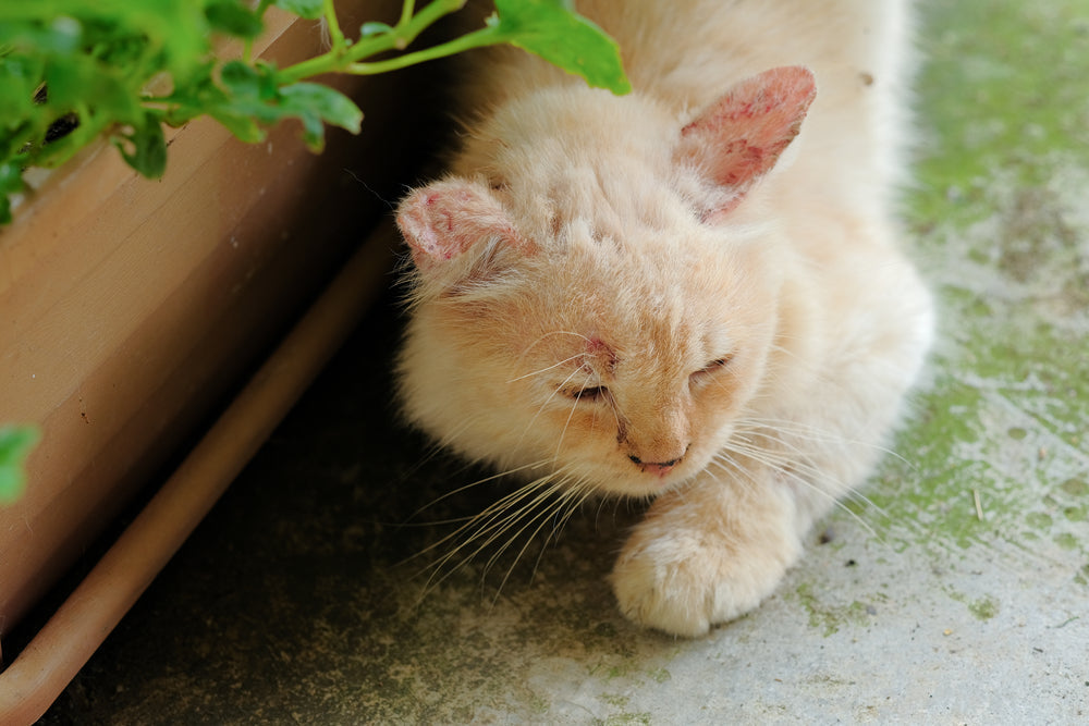 Fluconazole for Pets