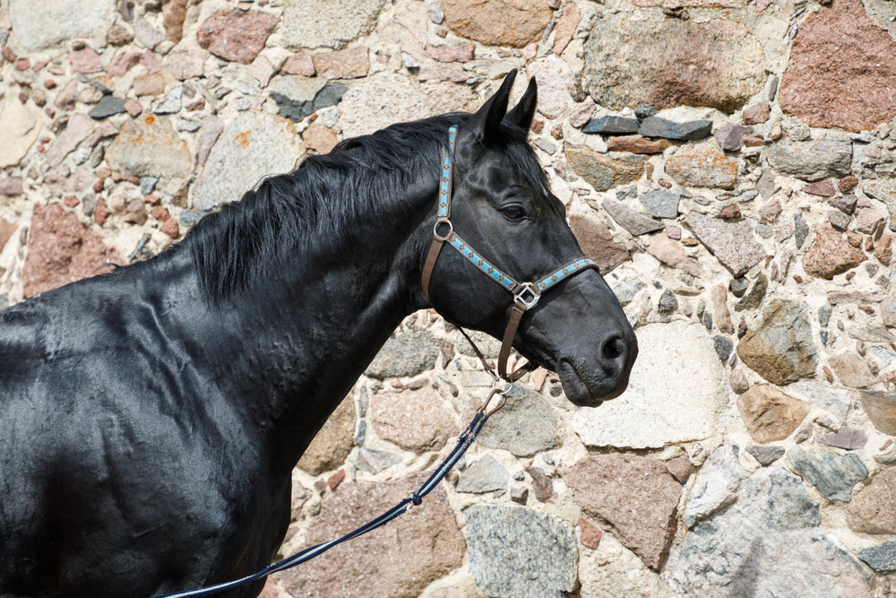 West Nile Virus in Horses: Symptoms, Vaccine Schedule and Mosquito Control