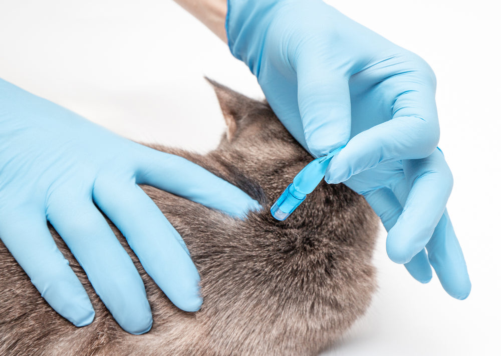 Moxidectin for Dogs and Cats