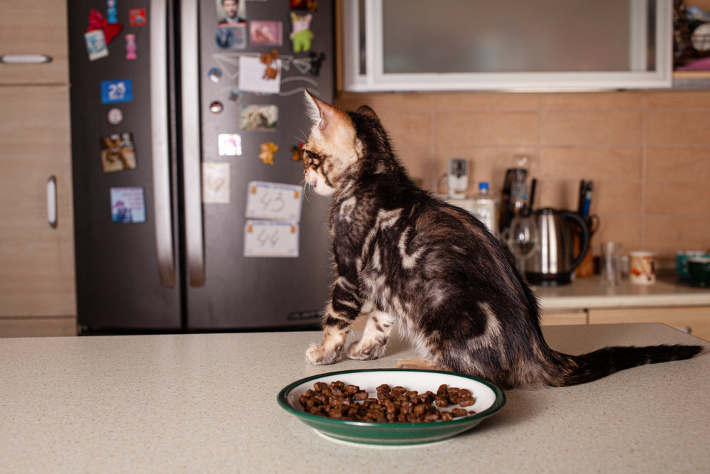 How to Stop Cat Counter-Surfing Without Punishment