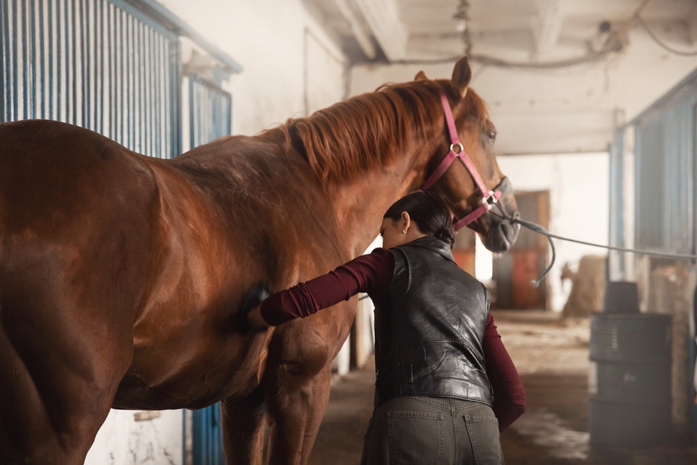 Horse Colic: What To Do While Waiting for the Vet