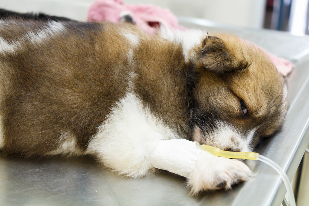 Vet-Approved Guide to Fluid Therapy for Pets