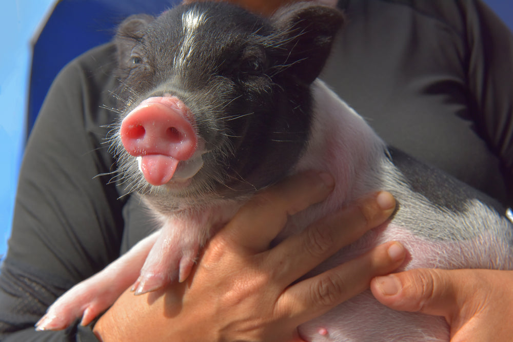 Miniature Pet Pigs: How to Keep Them Healthy, Safe and Manageable at Home