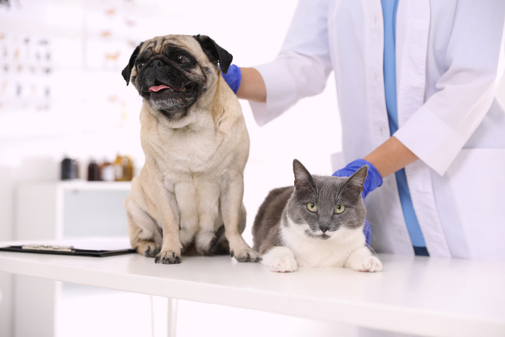 Rabies in Animals