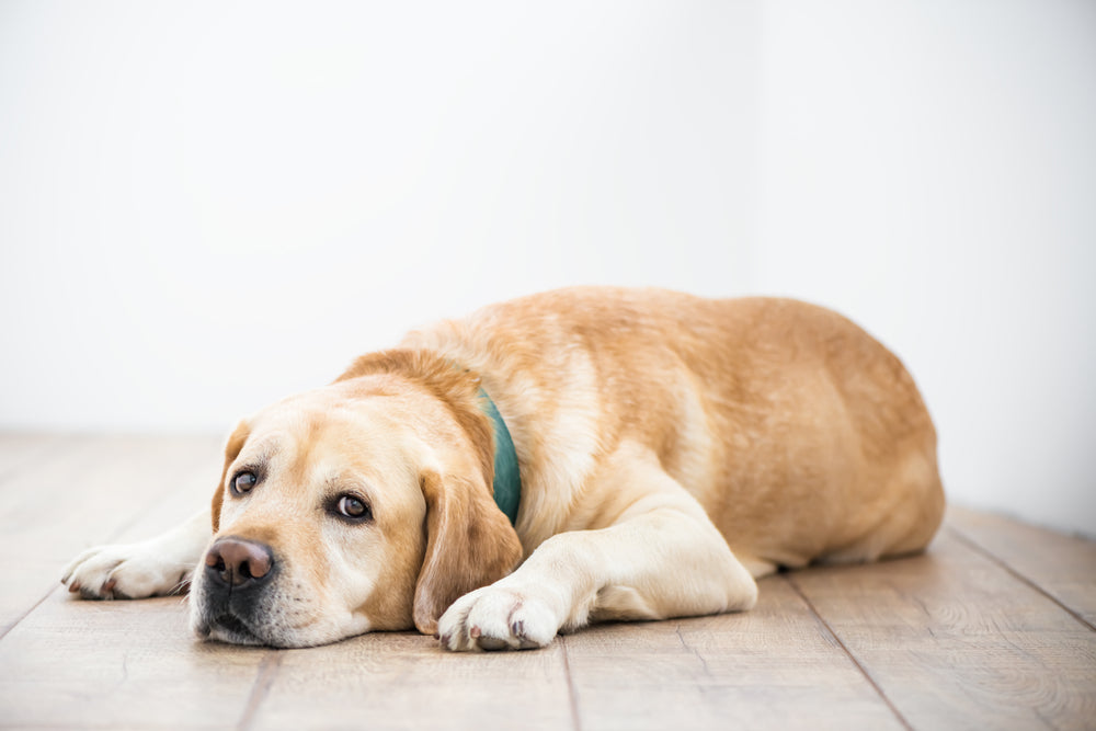 Gabapentin for Pets