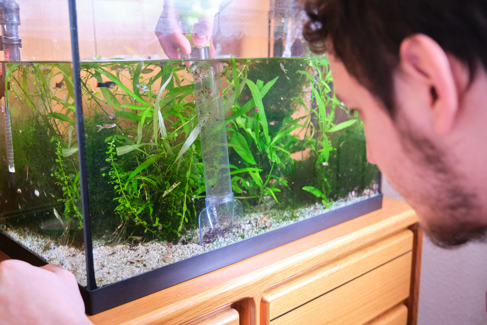 Freshwater Aquarium Fish Care: How to Set Up, Maintain, and Keep Fish Healthy