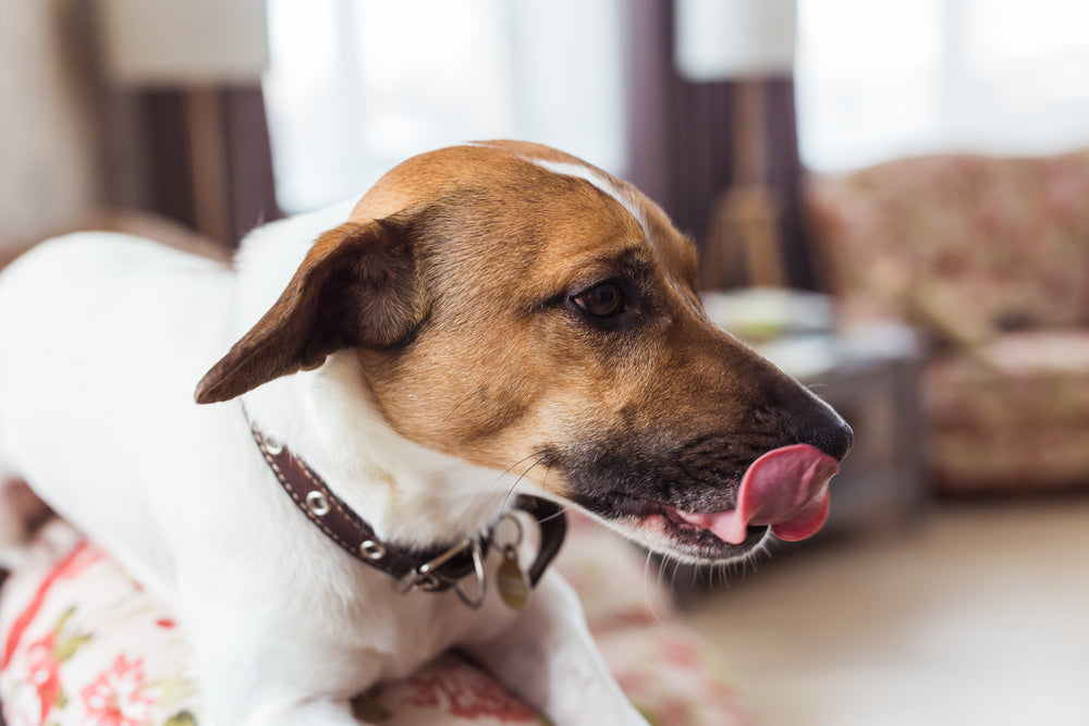 Metoclopramide for Dogs and Cats