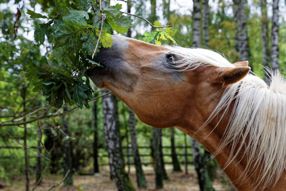 How to Change Your Horse’s Diet Safely Without Causing Colic or Laminitis