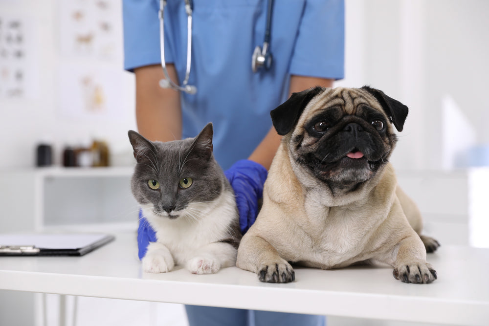 Clindamycin for Dogs and Cats