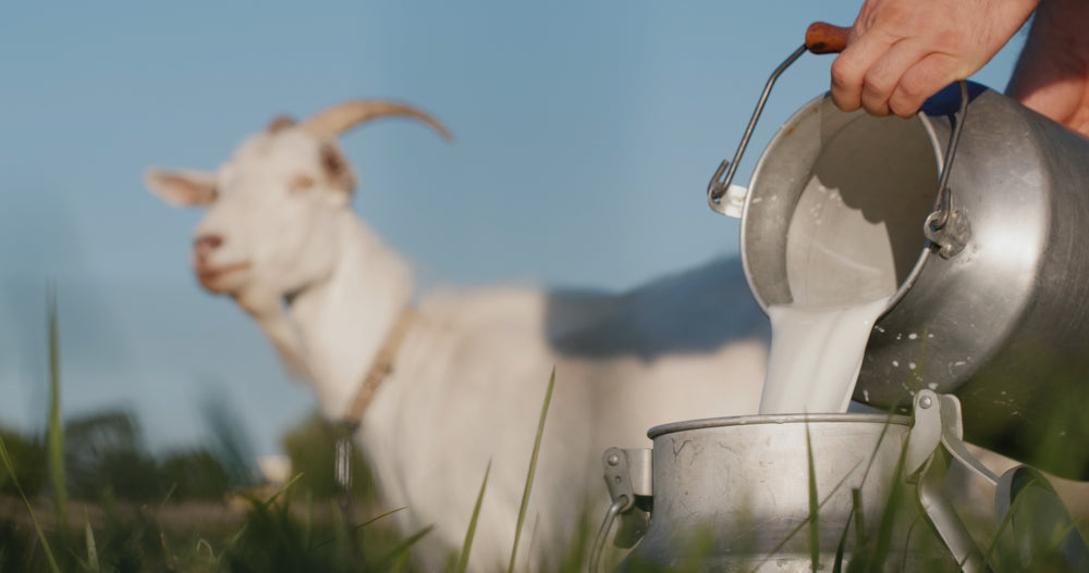 🥛 Goat Milk for Dogs and Cats: Pawsome Benefits You Need to Know 🐶🐱✨