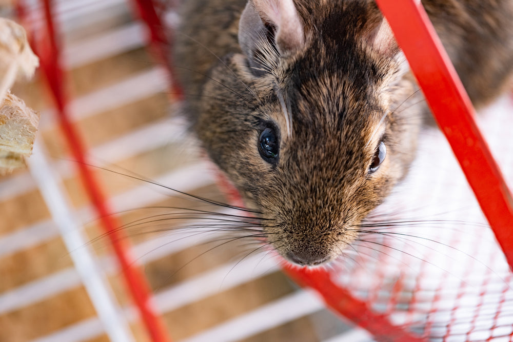 Rat Dental Incisors: Vet Care, Trimming & Malocclusion Guide for 2025 🐀🦷