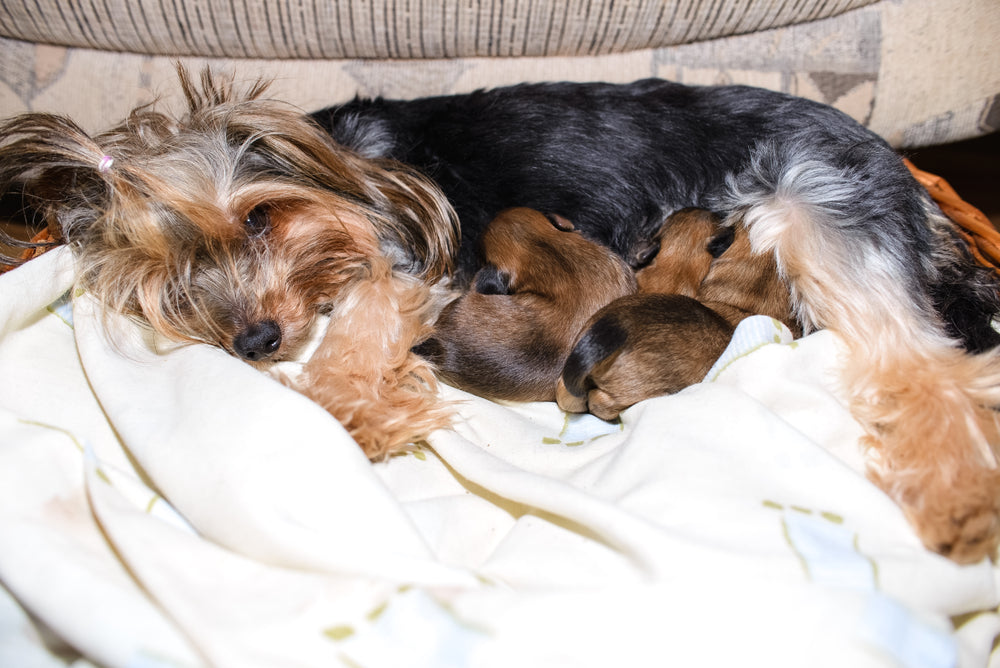 Erythropoietin for Dogs and Cats