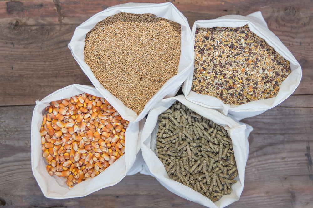 Digestion of Forage by Horses
