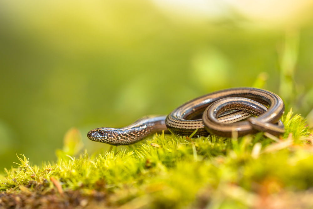 Cryptosporidiosis in Lizards & Snakes: A Vet’s 2025 Guide to Reptile GI Parasites 🦎🧫 | Dr Duncan Houston BVSc