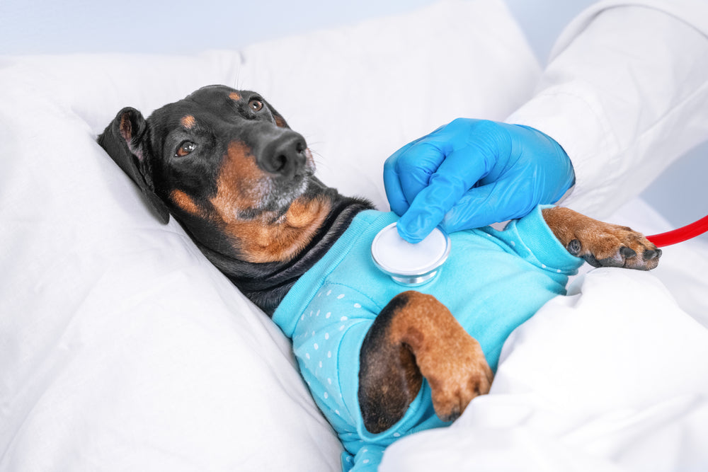 Diphenhydramine for Dogs and Cats