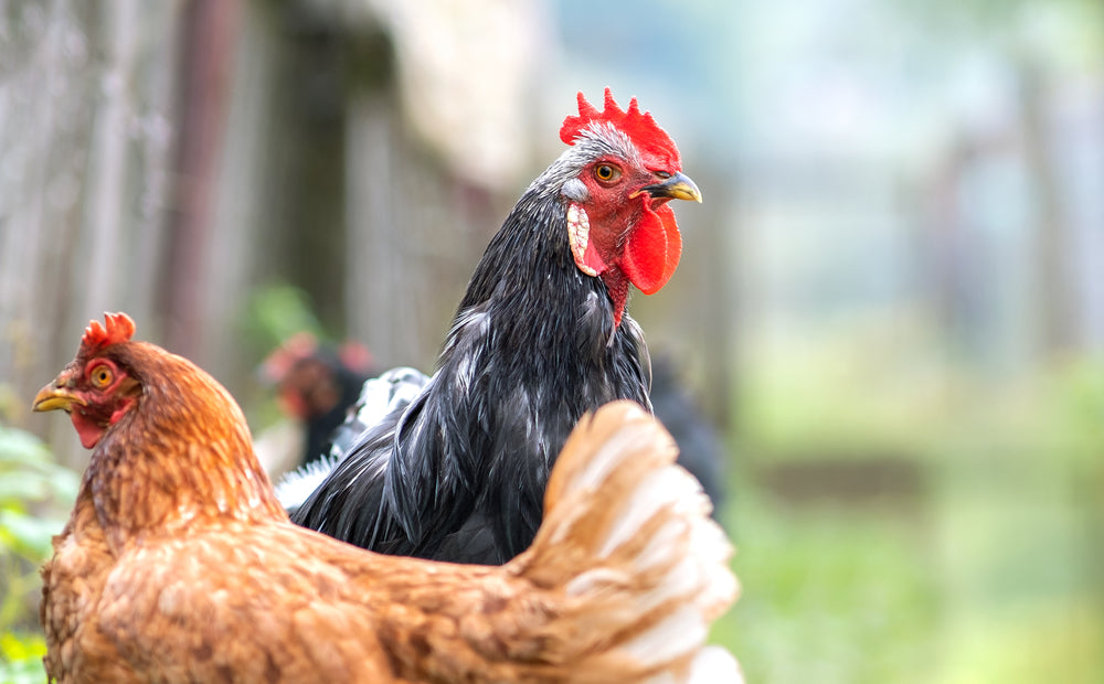 Lead Contamination in Backyard Chickens