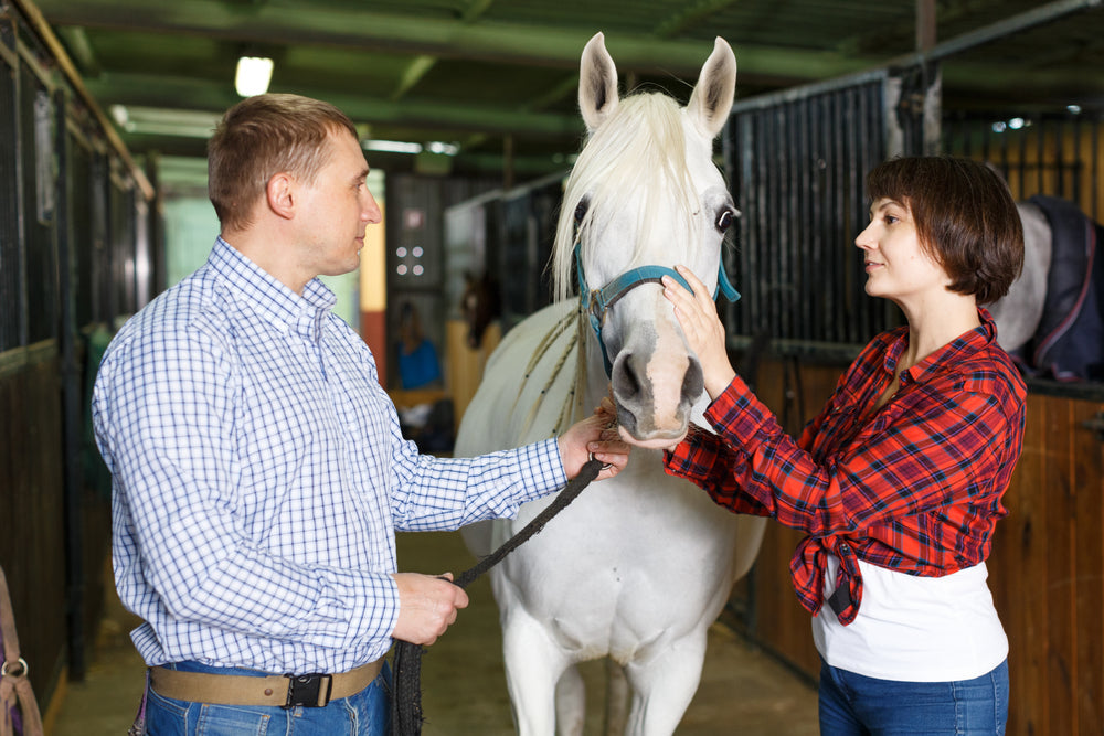 Supplements for Equine Stomach Ulcers