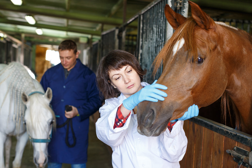 Vet Guide: Biosecurity for Show Horses in 2025 🐴🦠🏆