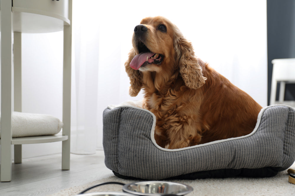 What Is a Prebiotic for Dogs?