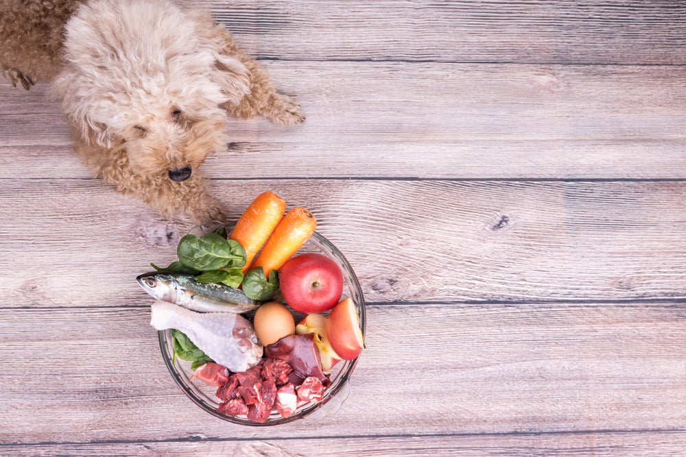 🥕🐾 People Foods That Are Safe and Healthy for Dogs 🐶💛