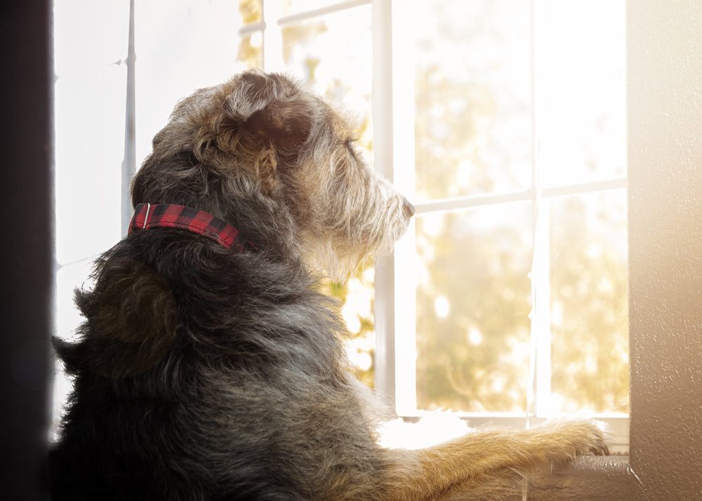 Clomipramine for Dogs and Cats