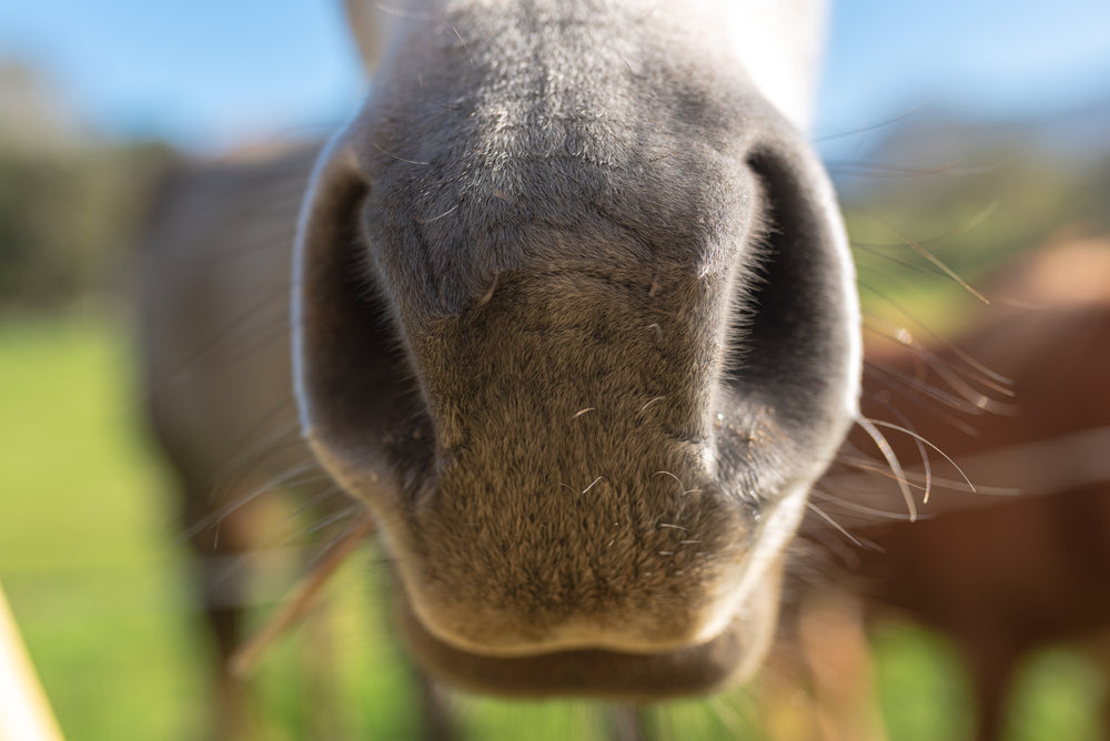 Sinus Disease in Horses