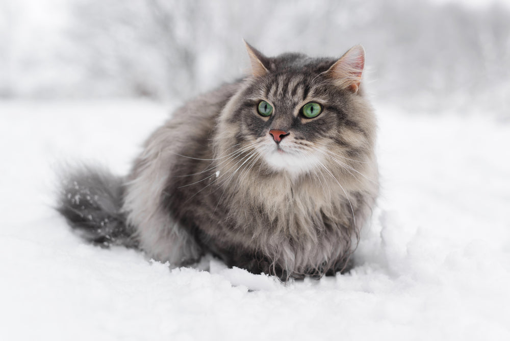 ❄️🐱 Winter Safety Tips Every Cat Parent Should Know 🧣🐾